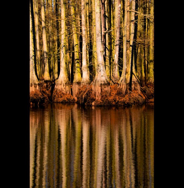 Cypress Reflection